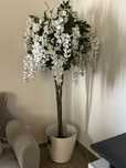 Planta decorativa