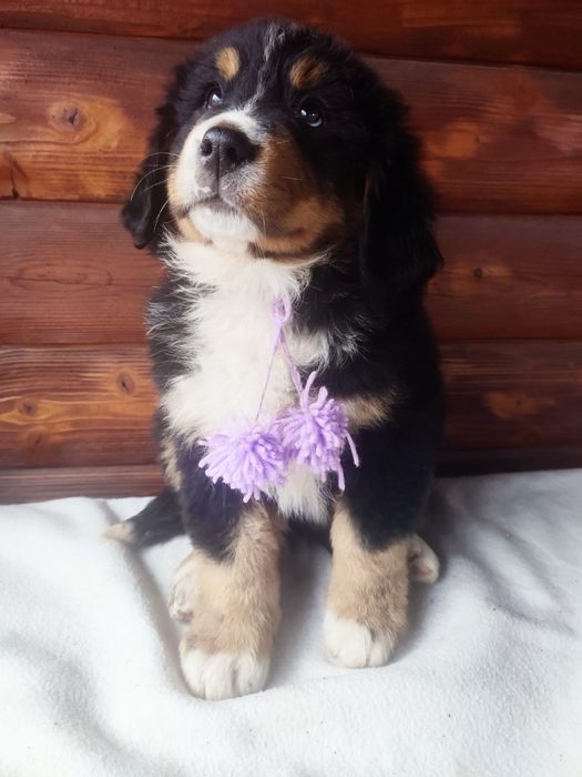 Śliczny Berneński Pies Pasterski !