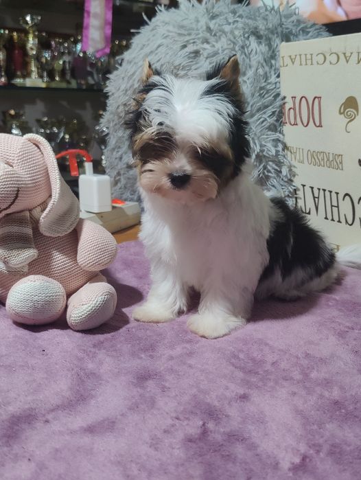 CEDRIC piękny piesek Yorkshire terrier Biewer