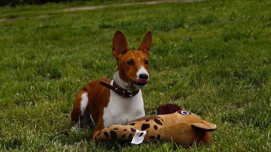 Basenji, rudo biala Sawa, do odbioru zkwp FCI