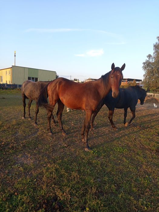 Wałach, skokowy rodowód