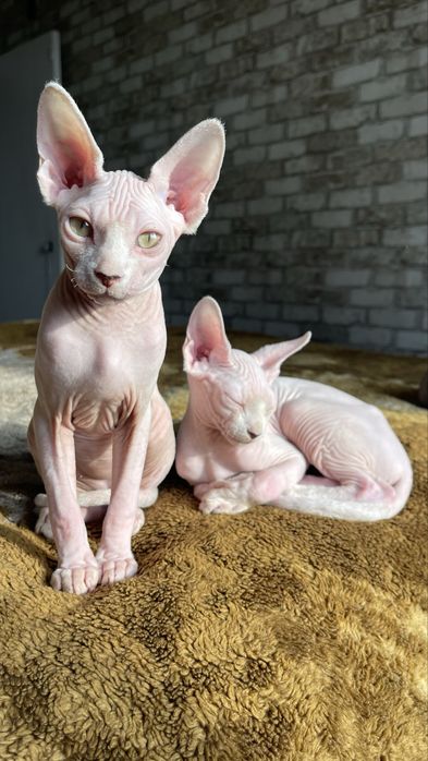 Сфінкс, хлопчик 4 міс., красень