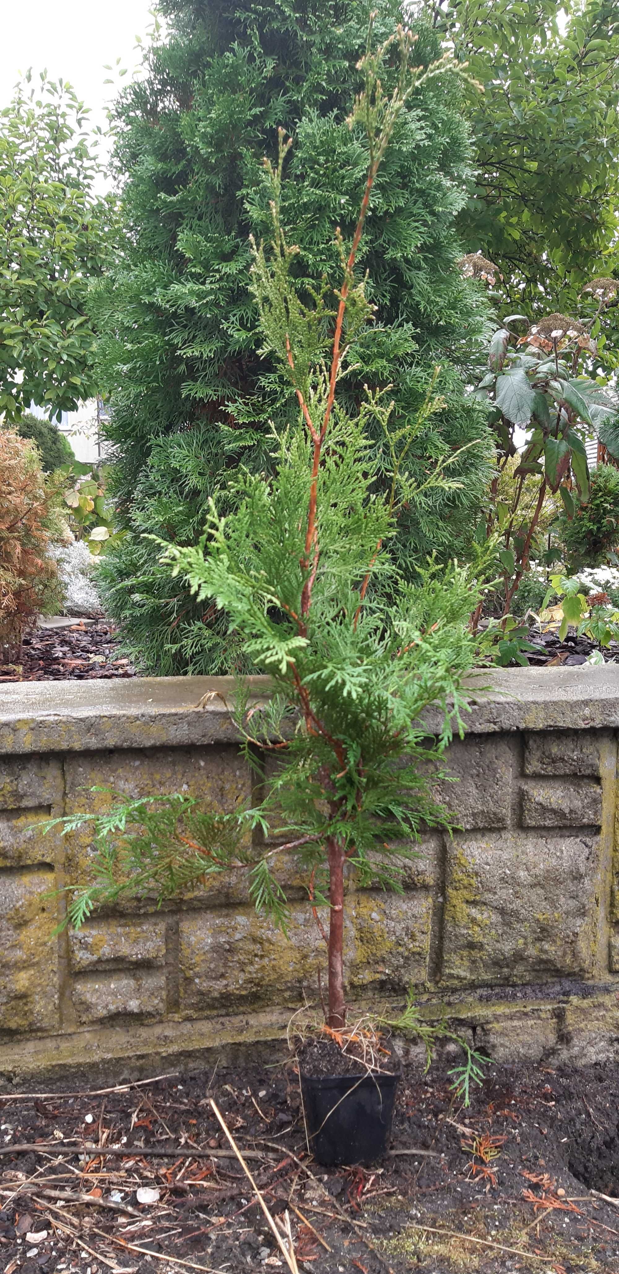 Thuja Brabant 100-120 cm Doniczka P9