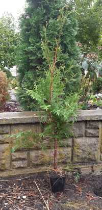 Thuja Brabant 100-120 cm Doniczka P9