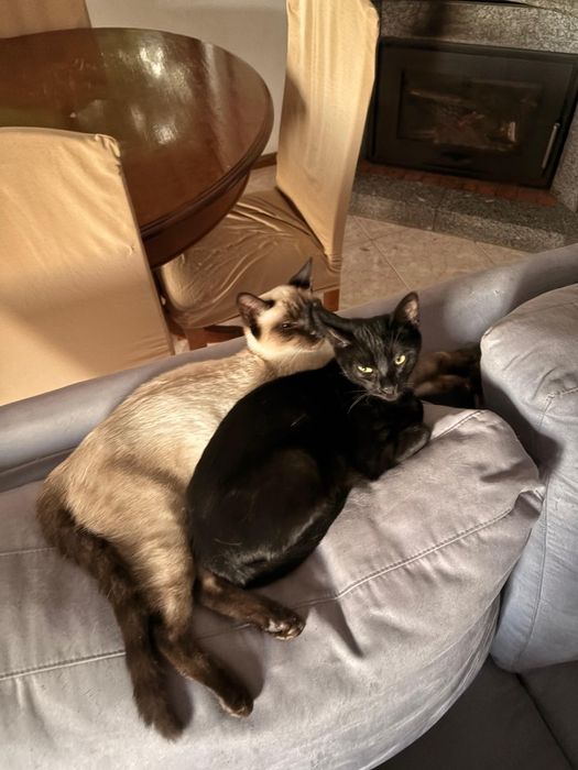 Adoção conjunta de gatinhos