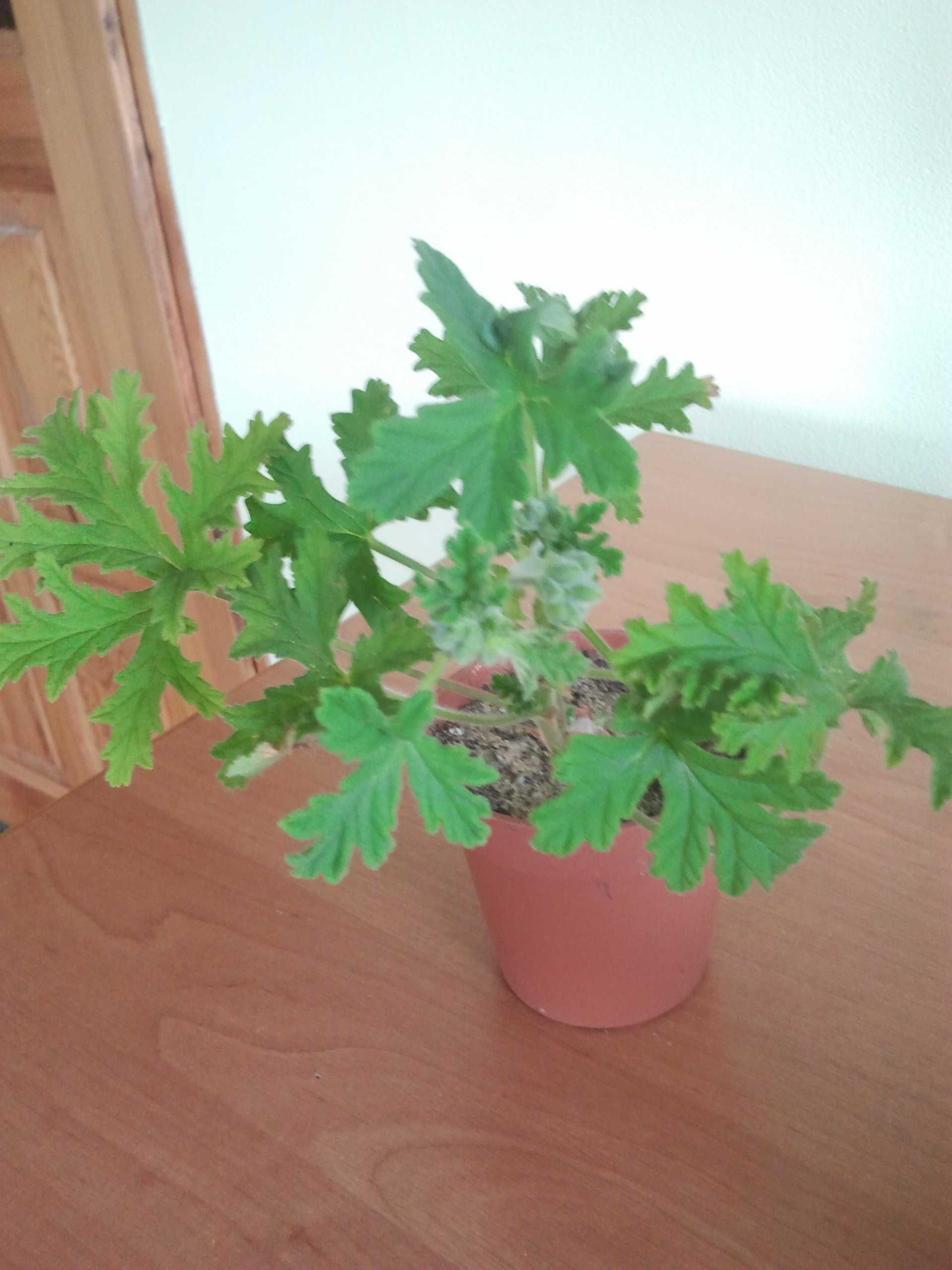 geranium anginka  dobrze ukorzenione 2 sztuki