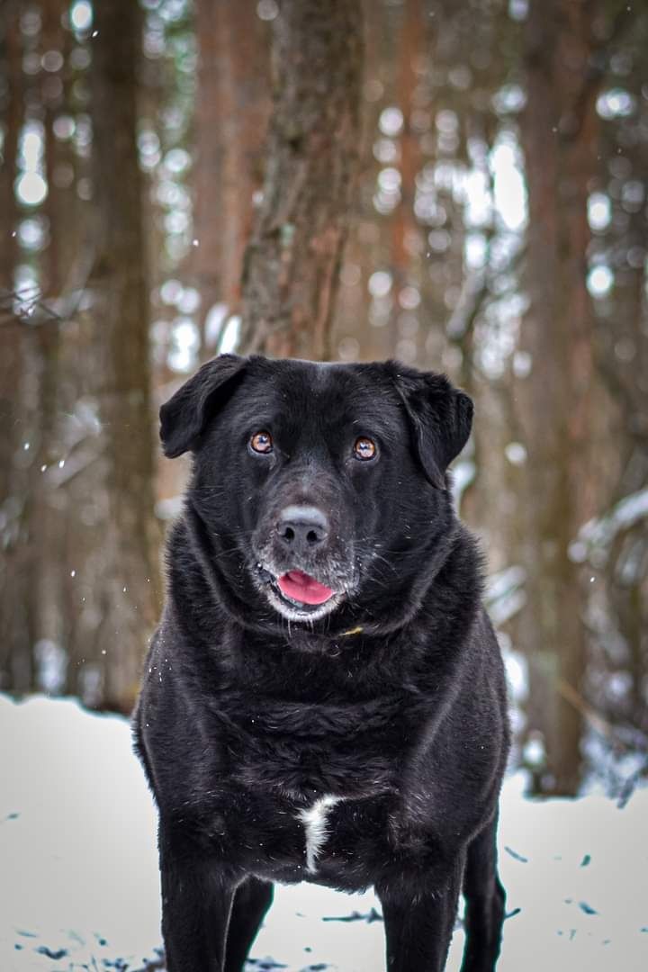 Młody, proludzki psiak w typie Labradora szuka DOMU! Adoptuj!