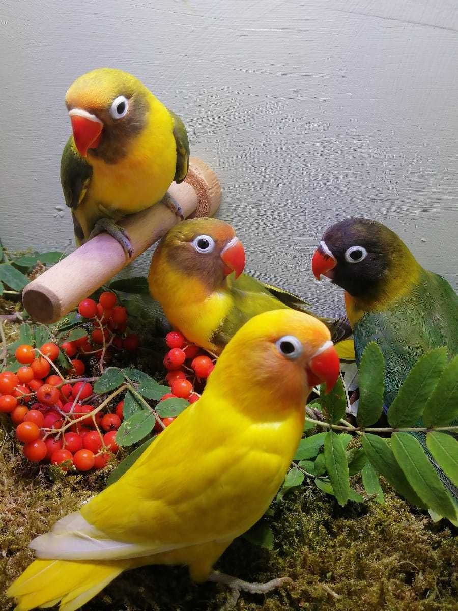 Неразлучник и другие виды попугаев