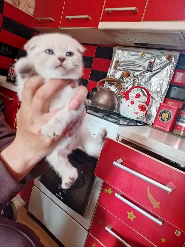 Продам шотландских котят