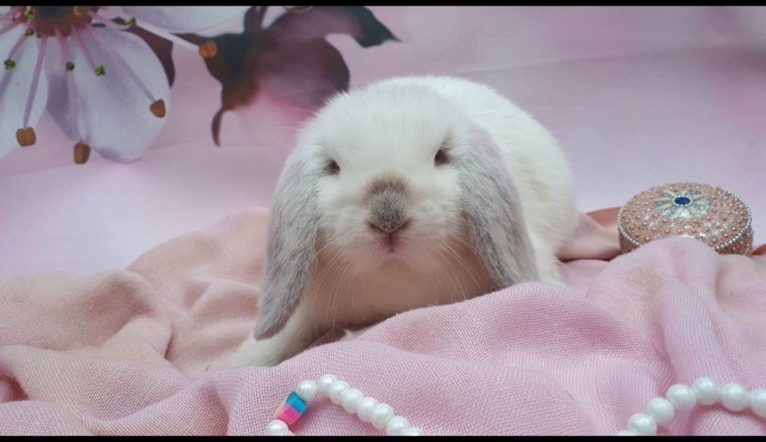 Mini lop królik miniaturka hodowla zarejestrowana