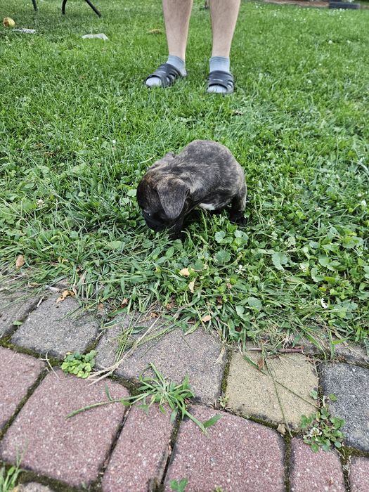 Buldog francuski