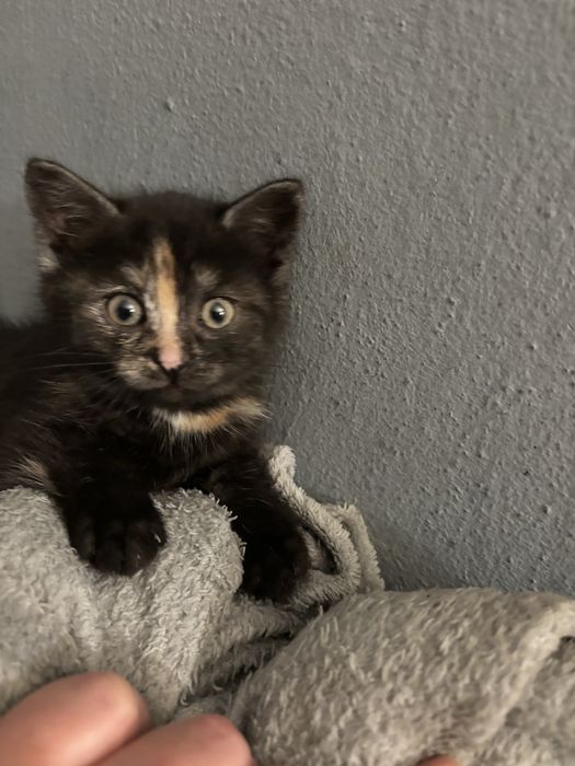 Oddam za darmo  male koty