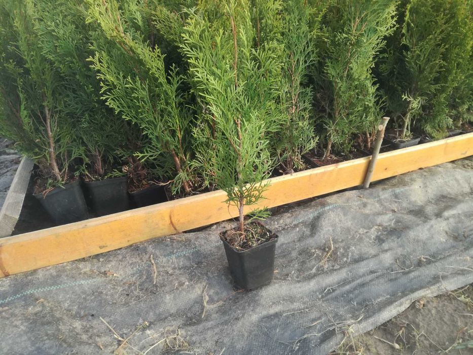 Tuje szmaragd w doniczce 60 cm , BEZPŁATNY TRANSPORT