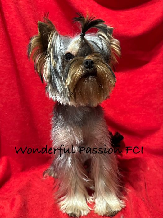 York Yorkshire terrier FCI ZKwP
