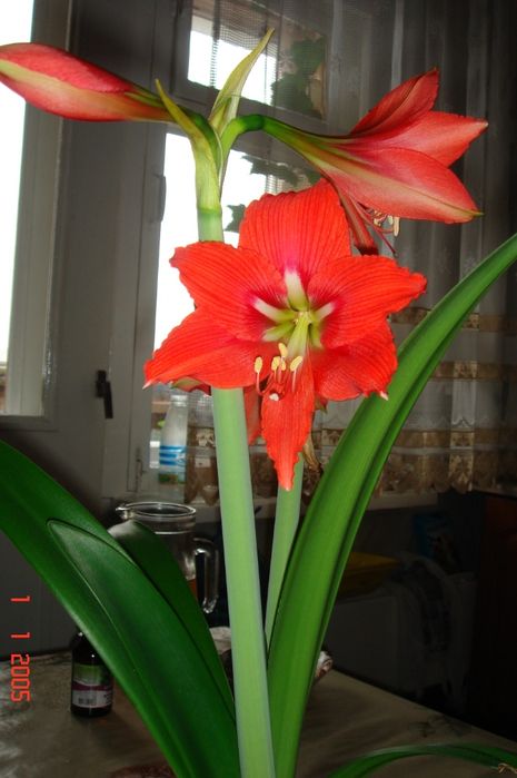 Продам гипеаструм крупные луковицы.