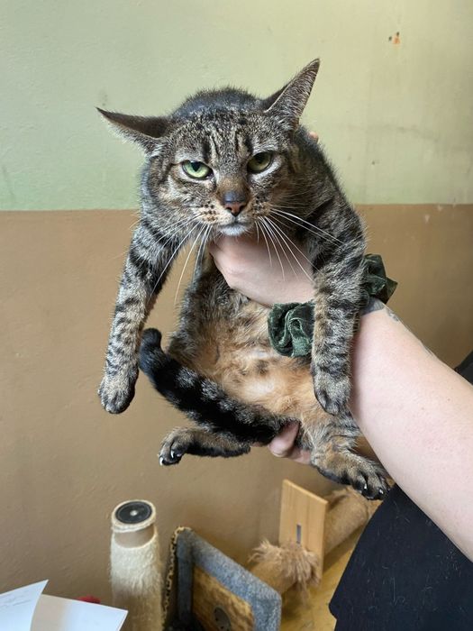 Kotki w różnym wieku do adopcji