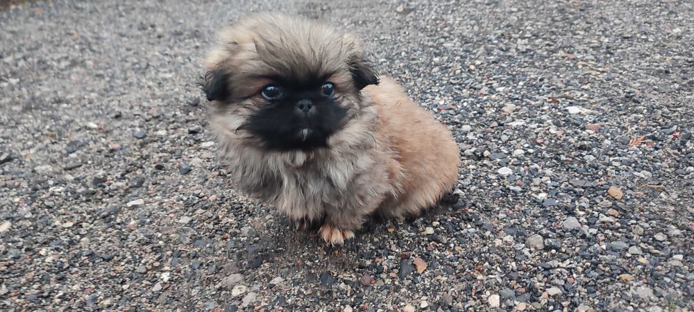 Szczeniak Pekińczyk