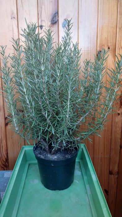 Розмарин в горщиках