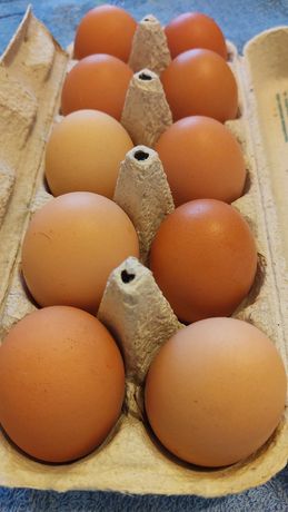 Домашние свежие,куриные яйца