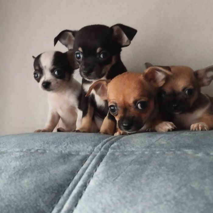 Продам Чихуахуа, дуже грайливі . Народилися 27 серпня