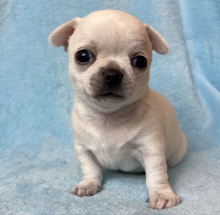 Chihuahua Macho Pelo Curto