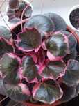 Камнеломка плетеносная вариегатная / Saxifraga stolonifera