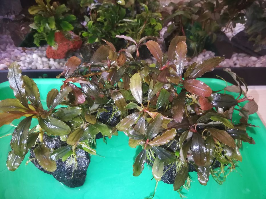 Bucephalandra sadzonki