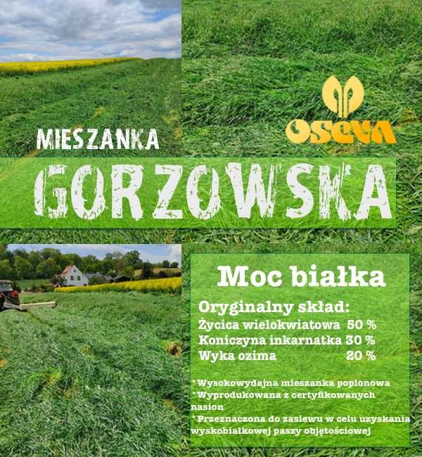 MIESZANKA GORZOWSKA od OSEVA Polska, trawa, koniczyna inkarnatka, wyka