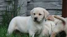 Labrador piesek biszkoptowy