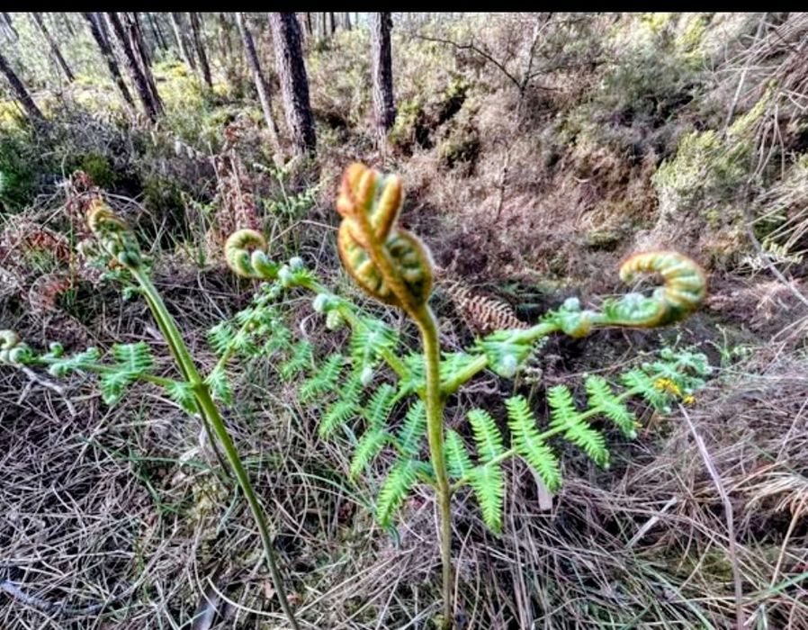 Pinhal para venda 30.000€