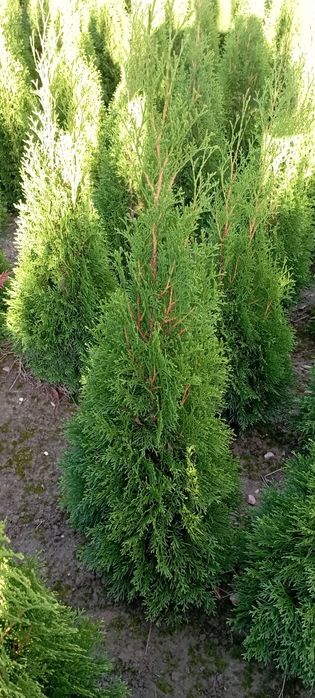 Tuja Szmaragd 100 cm
