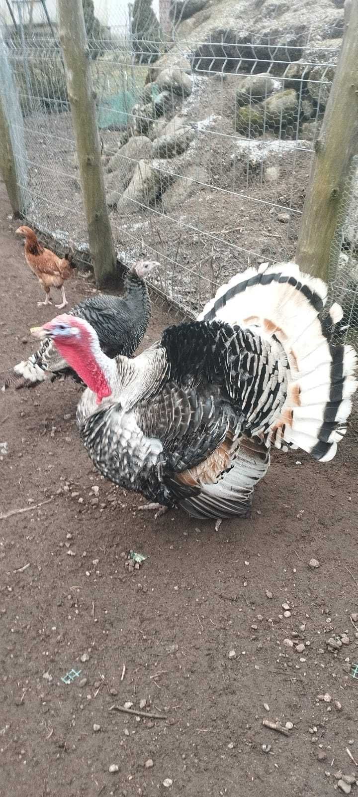 Królica srokacz na Indyczkę