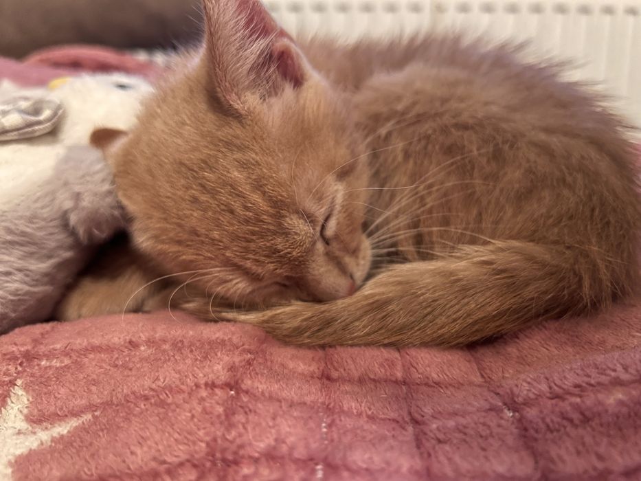 Отдаю бестплатно маленьких двух котят