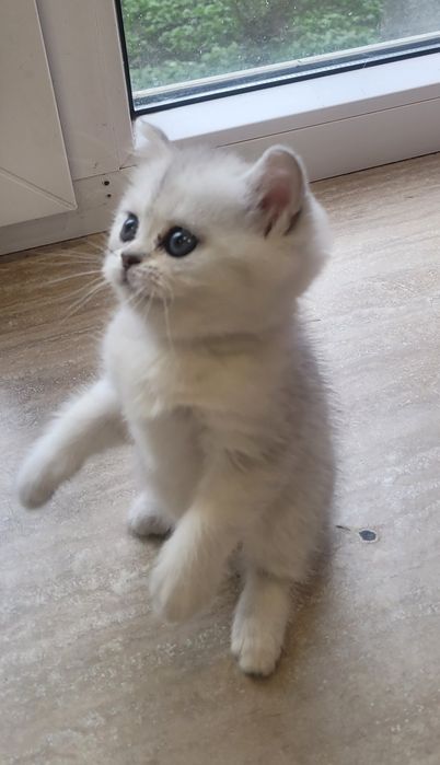 Кошенята срібної та золотой шиншили