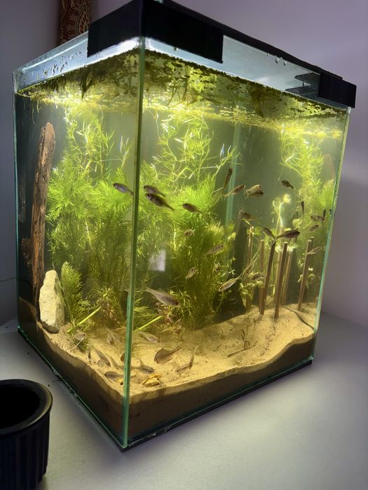 Piękne gotowe Akwarium kostka do 35l , LED pcv pokrywa rosliny ryby !