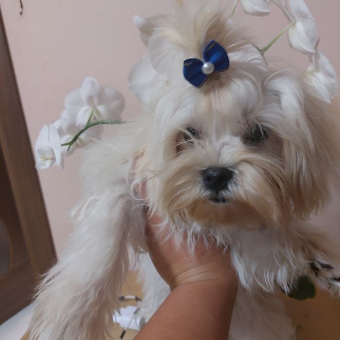 Мальчик мальтийская балонка