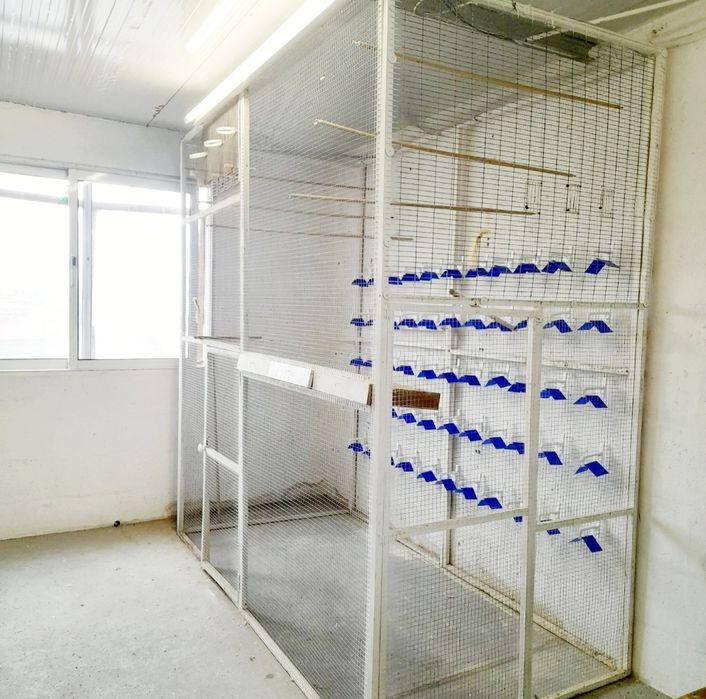 Voadeira grande 2 metros