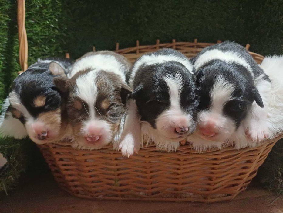 Border Collie Szczeniak z rodowodem, pies wychowany w domu.