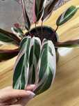 Stromanthe sanguinea „Triostar” duża sadzonka