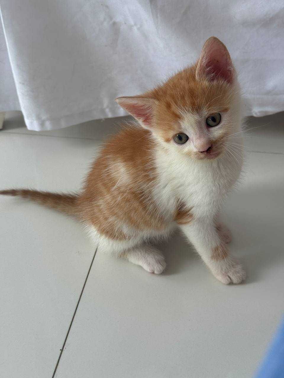 кошеня , лагідний ,смішний котик