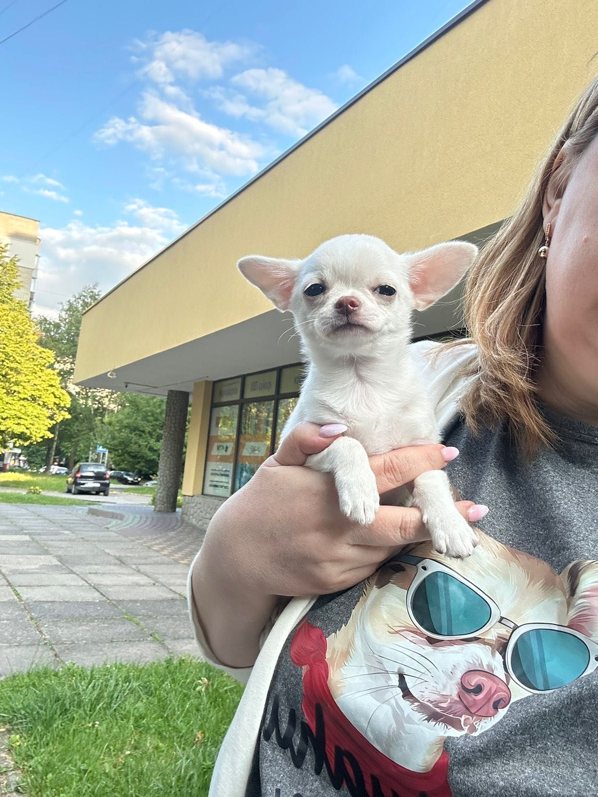 Przepiękna mini sunia chihuahua FCI