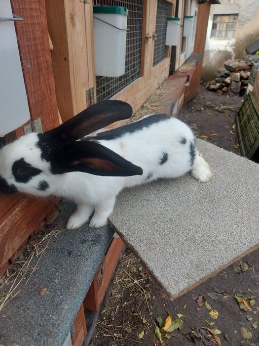 Srokacz niemiecki samica