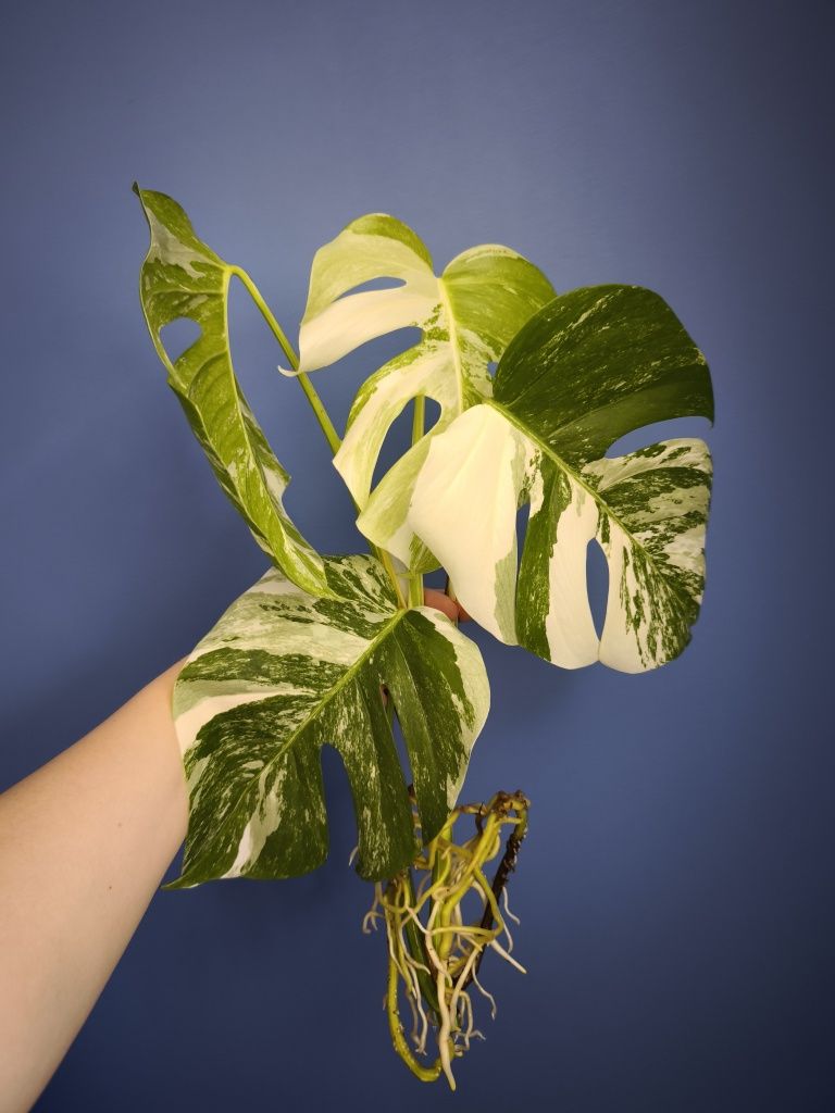 Monstera variegata szczyt