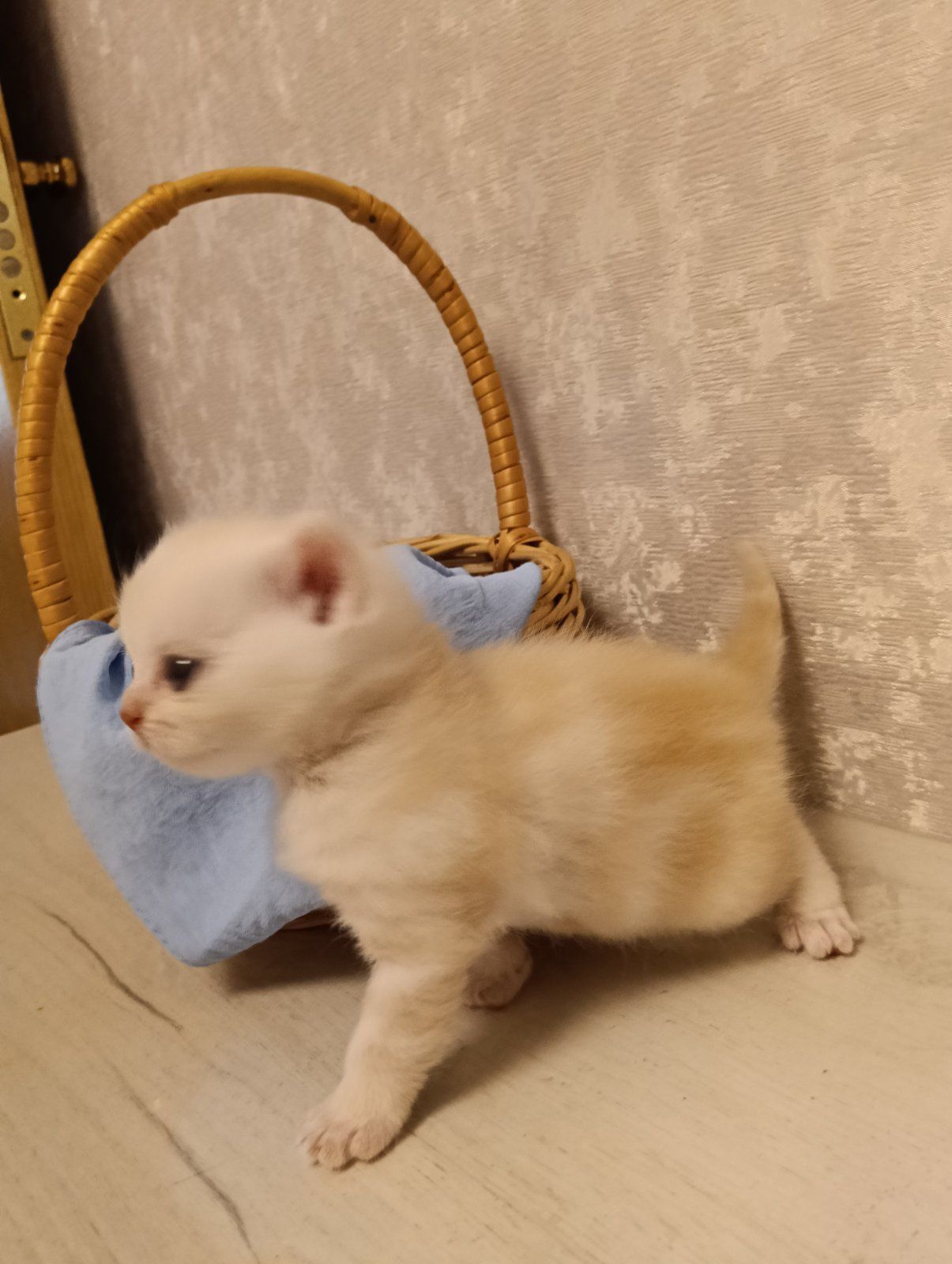 Кошенята Шотландські