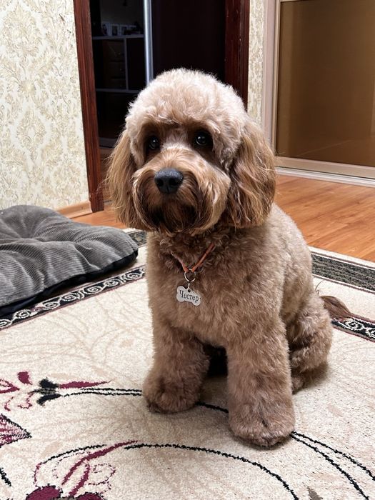 Хлопчик кокапу шукає дівчинку.