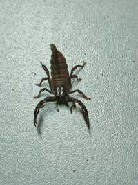Skorpion Heterometrus silenus i3