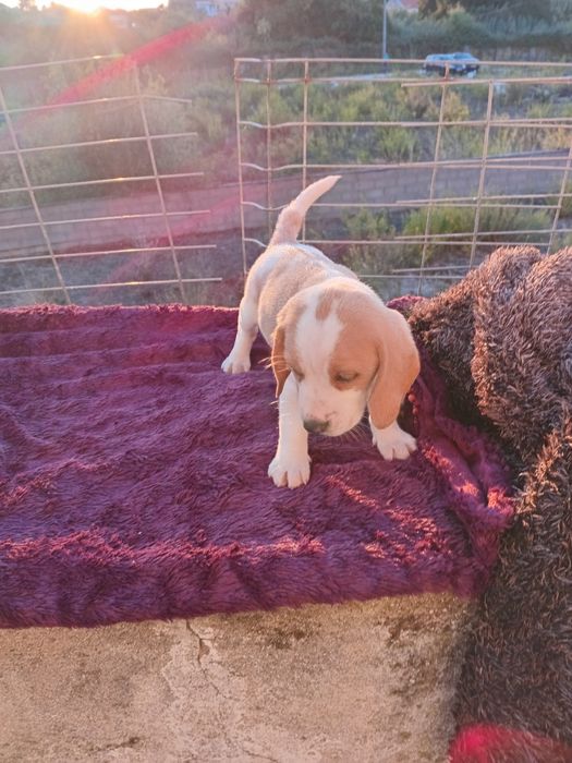 Fantástico macho  Beagle