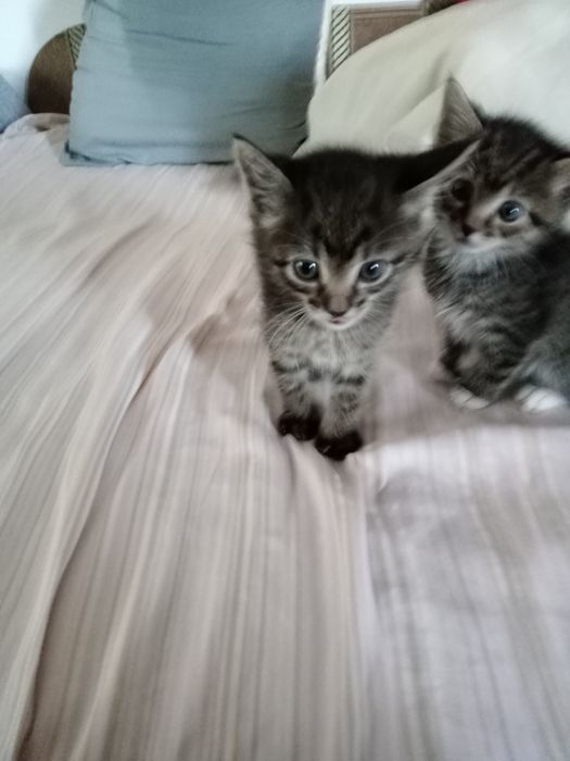 Котики в добрі руки