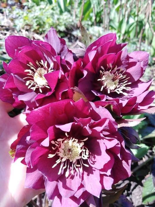 Морозник кущі , чемерник