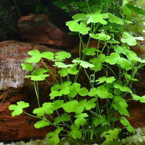 Гидрокотила трипартита. Рослини для акваріума